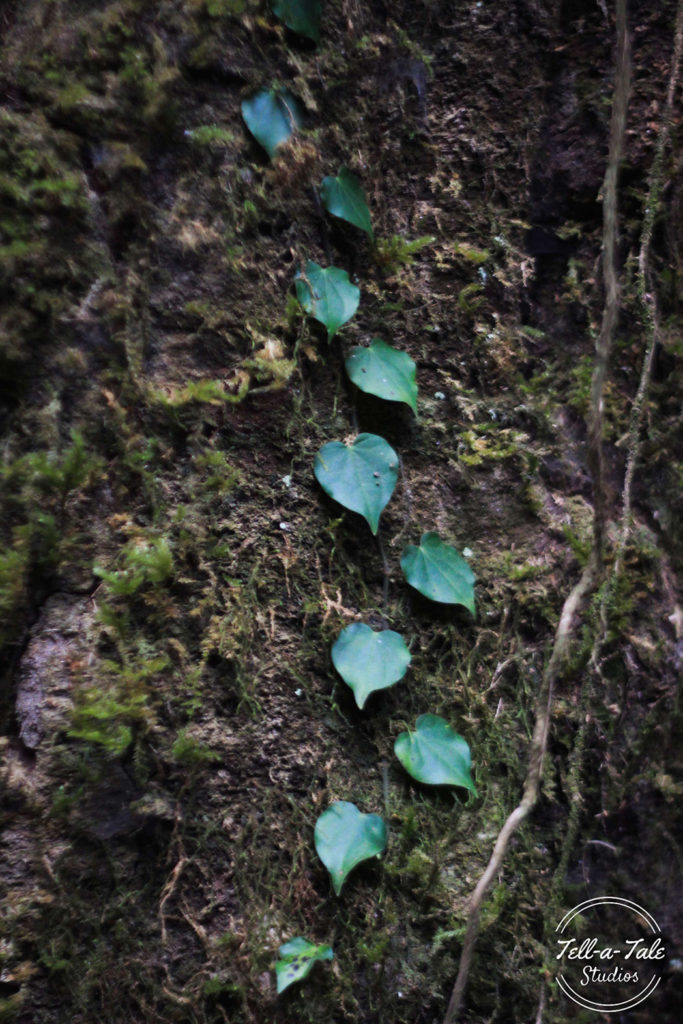 The Sacred Grove - Mawphlang, Meghalaya Mumbai Photography The Sacred Grove - Mawphlang, Meghalaya Mumbai Photography
