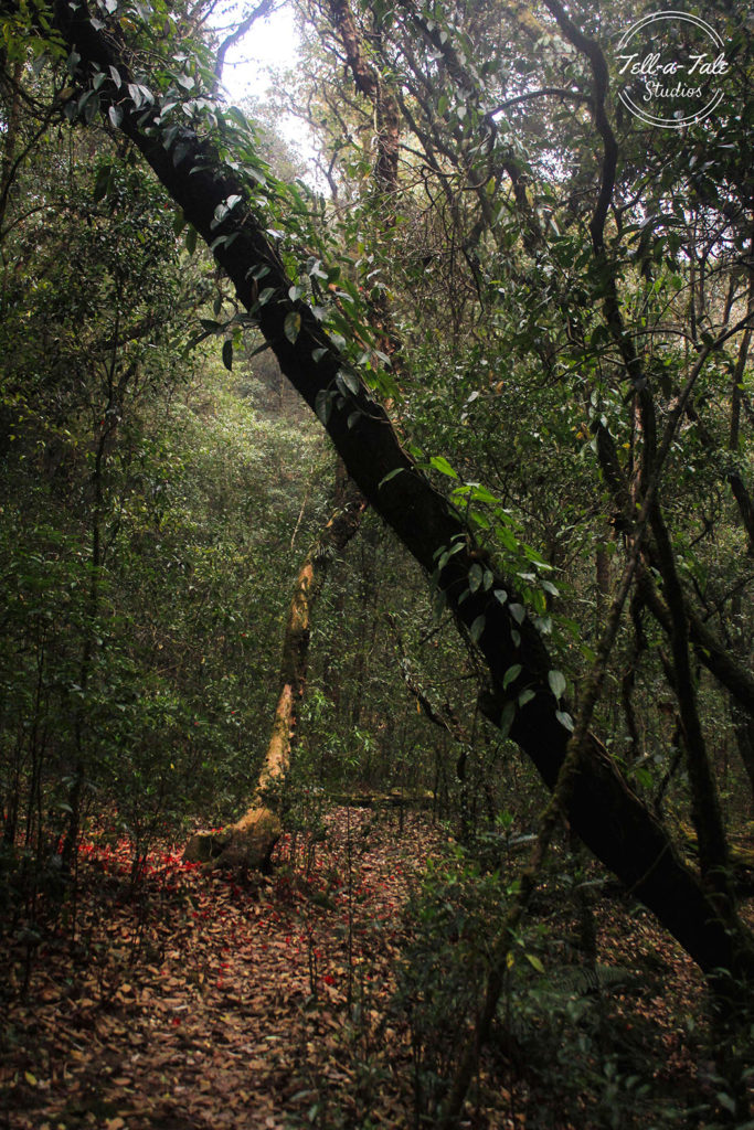 The Sacred Grove - Mawphlang, Meghalaya Mumbai Photography The Sacred Grove - Mawphlang, Meghalaya Mumbai Photography