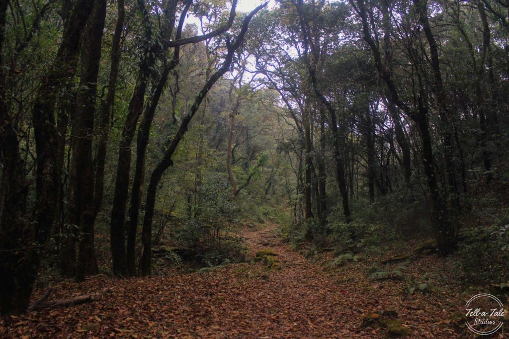 The Sacred Grove - Mawphlang, Meghalaya Mumbai Photography The Sacred Grove - Mawphlang, Meghalaya Mumbai Photography