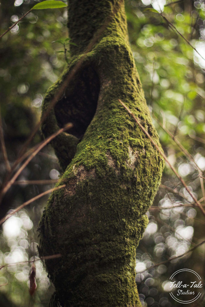The Sacred Grove - Mawphlang, Meghalaya Mumbai Photography The Sacred Grove - Mawphlang, Meghalaya Mumbai Photography