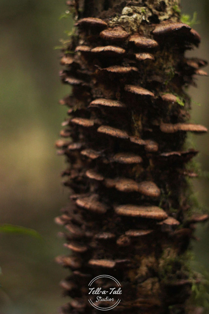 The Sacred Grove - Mawphlang, Meghalaya Mumbai Photography The Sacred Grove - Mawphlang, Meghalaya Mumbai Photography