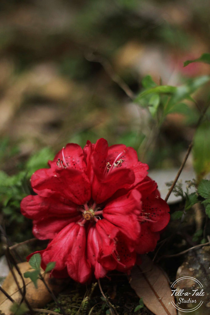 The Sacred Grove - Mawphlang, Meghalaya Mumbai Photography The Sacred Grove - Mawphlang, Meghalaya Mumbai Photography