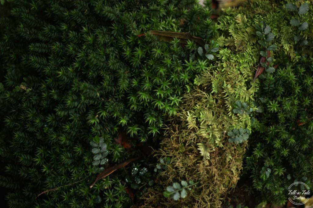 The Sacred Grove - Mawphlang, Meghalaya Mumbai Photography The Sacred Grove - Mawphlang, Meghalaya Mumbai Photography