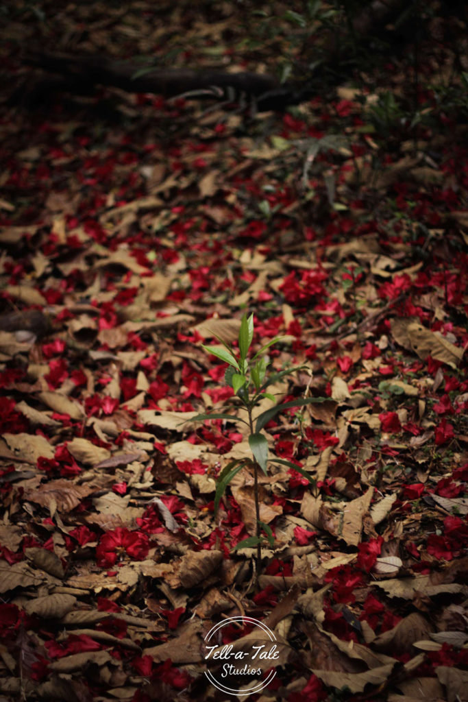The Sacred Grove - Mawphlang, Meghalaya Mumbai Photography The Sacred Grove - Mawphlang, Meghalaya Mumbai Photography