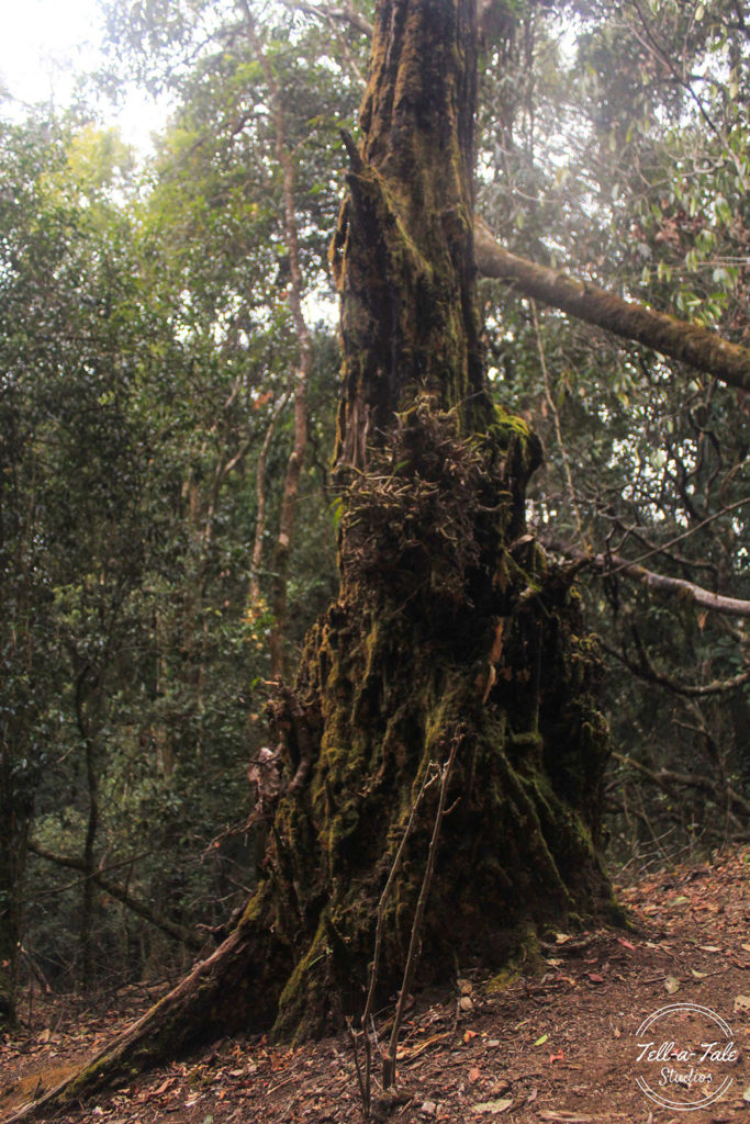 The Sacred Grove - Mawphlang, Meghalaya Mumbai Photography The Sacred Grove - Mawphlang, Meghalaya Mumbai Photography