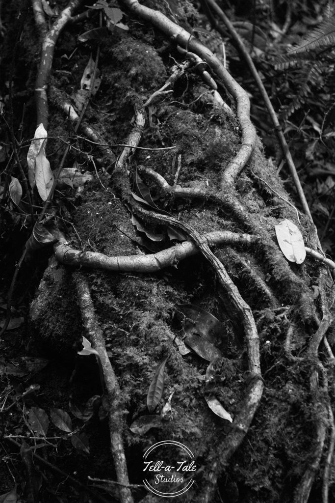 The Sacred Grove - Mawphlang, Meghalaya Mumbai Photography The Sacred Grove - Mawphlang, Meghalaya Mumbai Photography