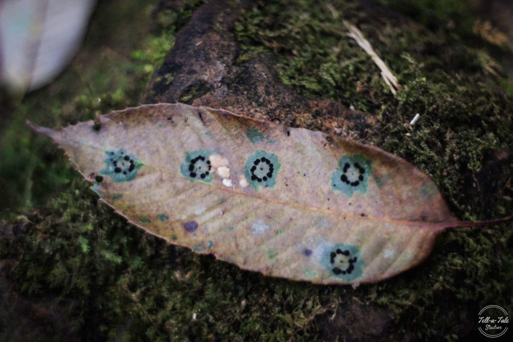The Sacred Grove - Mawphlang, Meghalaya Mumbai Photography The Sacred Grove - Mawphlang, Meghalaya Mumbai Photography