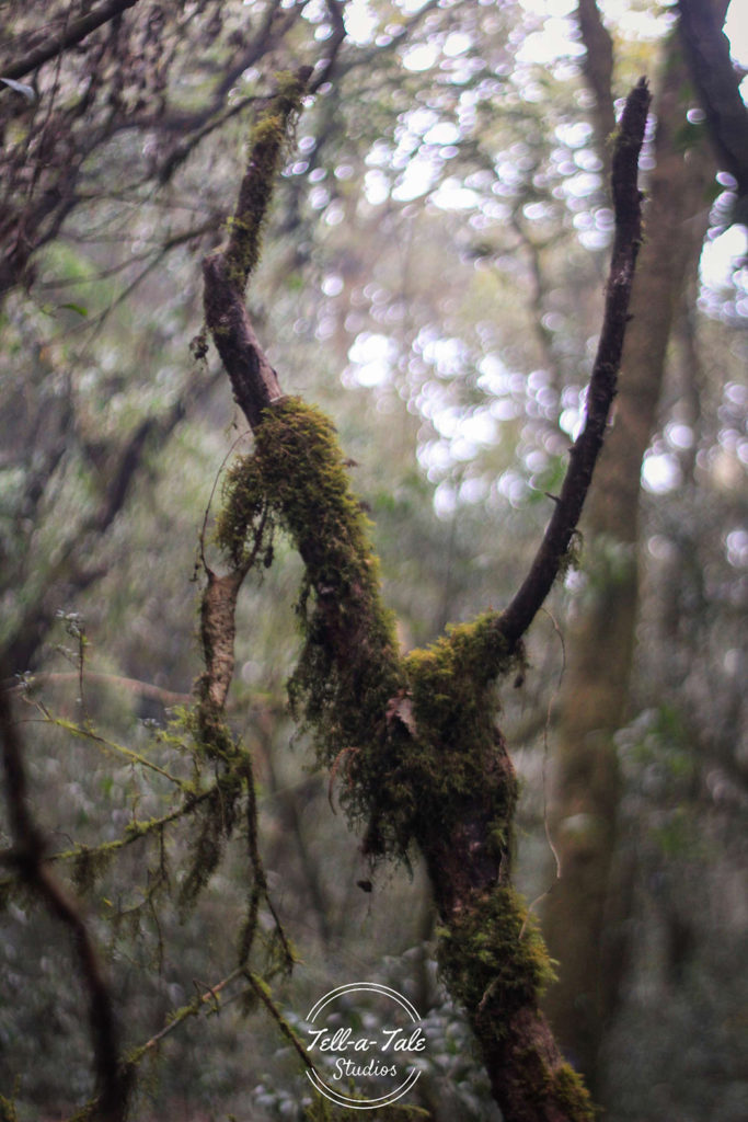 The Sacred Grove - Mawphlang, Meghalaya Mumbai Photography The Sacred Grove - Mawphlang, Meghalaya Mumbai Photography